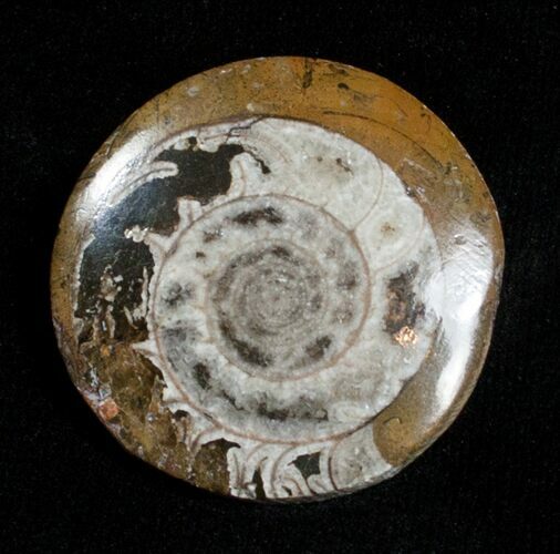 Polished Goniatite Button - Morocco #3604